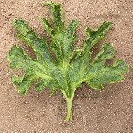 Kabak Sarı Mozaik Virüsü Belirtileri, Nedenleri Ve Mücadele Yöntemleri Kabak Sarı Mozaik Virüsü Belirtileri, Nedenleri Ve Mücadele Yöntemleri