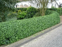 Çit Bitkilerinin Kullanım Amaçları Nelerdir?