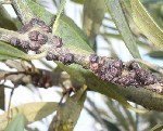 Zeytin Kabuklu Biti Nedir? Zararları Ve Mücadele Yöntemleri