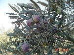 Zeytin Kabuklu Biti Nedir? Zararları Ve Mücadele Yöntemleri