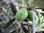 Zeytin Kabuklu Biti Nedir? Zararları Ve Mücadele Yöntemleri