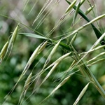 Yabani Yulaf Otu Nedir? Yabani Yulaf Otu Nedir?