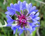 Gökbaş Nedir? (Centaurea Depressa)