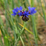 Gökbaş Nedir? (Centaurea Depressa)