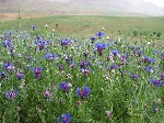 Gökbaş Nedir? (Centaurea Depressa)