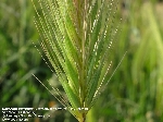 Duvar Arpası Nedir? (Hordeum Murinum) Duvar Arpası Nedir? (Hordeum Murinum)