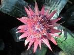 Aechmea Fasciata Çiçeği