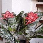 Aechmea Fasciata Çiçeği