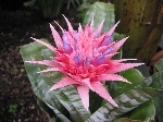 Aechmea Fasciata Çiçeği
