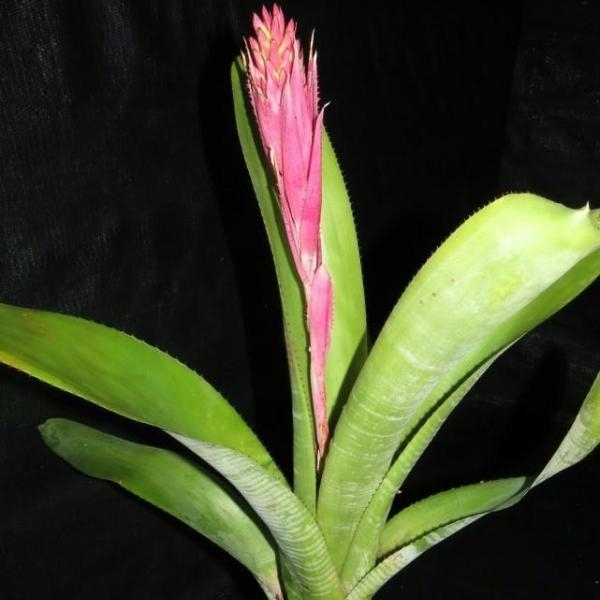 Aechmea Fasciata Çiçeği