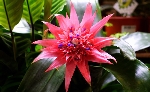 Aechmea Fasciata Çiçeği