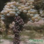 Asmada Potasyum Eksikliği Nedir, Nasıl Anlaşılır? Asmada Potasyum Eksikliği Nedir, Nasıl Anlaşılır?