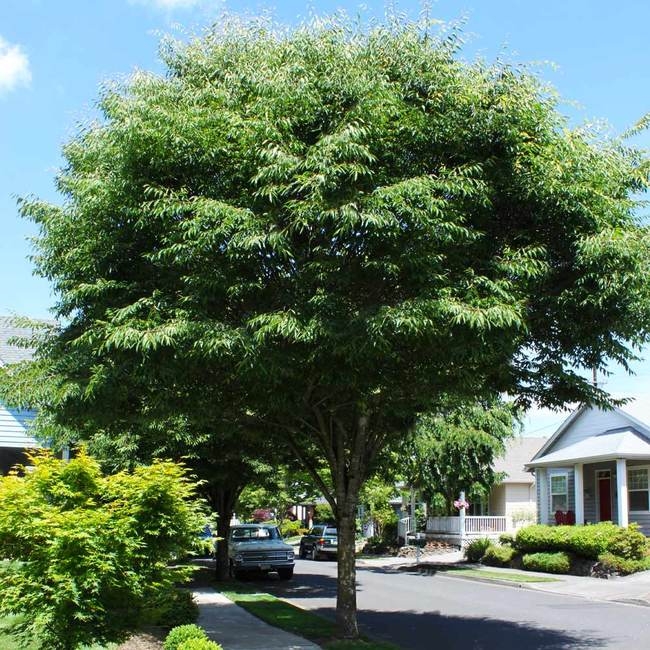 Zelkova Nedir, Nasıl Yetiştirilir? Zelkova Ağacı Ve Bakım Rehberi