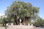 Zeytin Nedir, Nasıl Yetiştirilir? Zeytin Ağacı Ve Bakım Rehberi