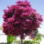 Oya Ağacı Nedir, Nasıl Yetiştirilir? Oya Ağacı Ve Bakım Rehberi Oya Ağacı Nedir, Nasıl Yetiştirilir? Oya Ağacı Ve Bakım Rehberi