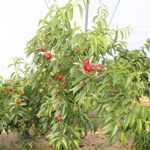 Nektarin Nedir, Nasıl Yetiştirilir? Nektarin Ağacı Ve Bakım Rehberi Nektarin Nedir, Nasıl Yetiştirilir? Nektarin Ağacı Ve Bakım Rehberi