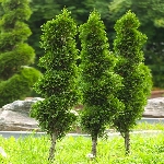 Mazı Nedir, Nasıl Yetiştirilir? Mazı Ağacı Ve Bakım Rehberi