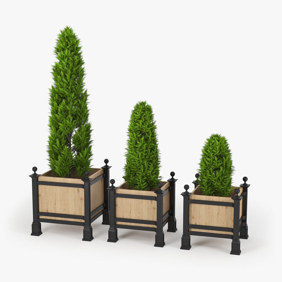 Mazı Nedir, Nasıl Yetiştirilir? Mazı Ağacı Ve Bakım Rehberi