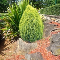 Mazı Nedir, Nasıl Yetiştirilir? Mazı Ağacı Ve Bakım Rehberi