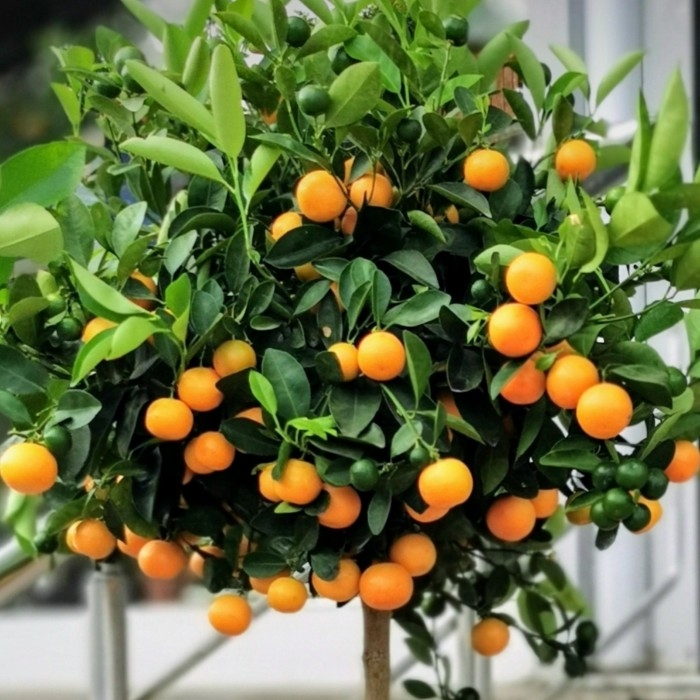 Mandalina Nedir, Nasıl Yetiştirilir? Mandalina Ağacı Ve Bakım Rehberi