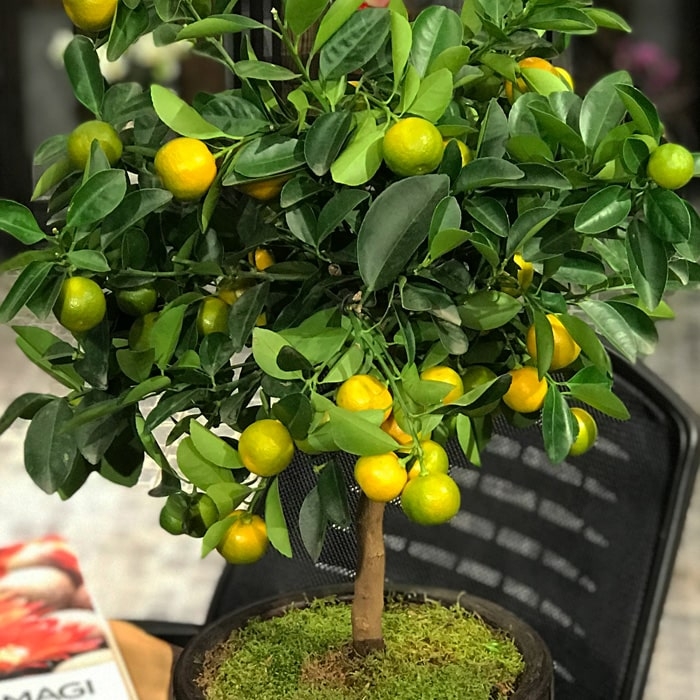 Mandalina Nedir, Nasıl Yetiştirilir? Mandalina Ağacı Ve Bakım Rehberi