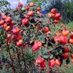 Kuşburnu Nedir, Nasıl Yetiştirilir? Kuşburnu Bitkisi Ve Bakım Rehberi