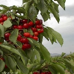 Kiraz Nedir, Nasıl Yetiştirilir? Kiraz Ağacı Ve Bakım Rehberi