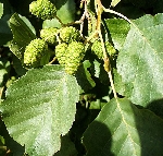 Kızılağaç Nedir, Nasıl Yetiştirilir? Kızılağaç Ağacı Ve Bakım Rehberi