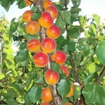 Kayısı Nedir, Nasıl Yetiştirilir? Kayısı Ağacı Ve Bakım Rehberi