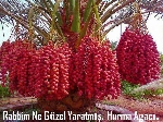 Hurma Nedir, Nasıl Yetiştirilir? Hurma Ağacı Ve Bakım Rehberi