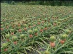 Ananas Yetiştiriciliği Nasıl Yapılır?