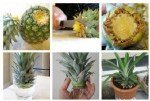 Ananas Yetiştiriciliği Nasıl Yapılır?