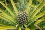 Ananas Yetiştiriciliği Nasıl Yapılır?