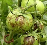 Domates Lekeli Solgunluk Virüsü Belirtileri, Nedenleri Ve Mücadelesi