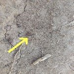 Bağ Maymuncuğu Ve Asma Hortumlu Böceği Nedir? Zararları Ve Mücadelesi Bağ Maymuncuğu Ve Asma Hortumlu Böceği Nedir? Zararları Ve Mücadelesi