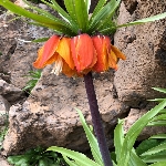 Ters Lale Çiçeği