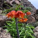 Ters Lale Çiçeği Nedir? (Fritillaria)