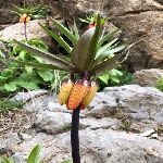 Ters Lale Çiçeği Nedir? (Fritillaria)