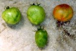 Domates Mozaik Virüsü Belirtileri, Nedenleri Ve Mücadele Yöntemleri