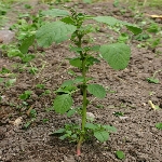 Gri Lekeli Amarant Otu Nedir? Gri Lekeli Amarant Otu Nedir?