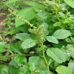 Gri Lekeli Amarant Otu Nedir? Gri Lekeli Amarant Otu Nedir?