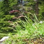 Çayır Püskülü Otu Nedir?