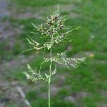 Çayır Püskülü Otu Nedir?