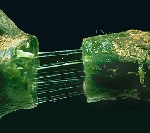 Bakteriyel Solgunluk Hastalığı Nedir? Belirtileri, Nedenleri Ve Müc.