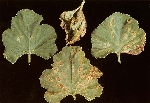 Alternaria Yaprak Yanıkığı Hastalığı Belirtileri, Nedenleri Ve Müc.