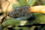Choanephora Islak Çürüklüğü Hastalığı Belirtileri, Nedenleri Ve Müc.