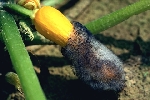 Choanephora Islak Çürüklüğü Hastalığı Belirtileri, Nedenleri Ve Müc.