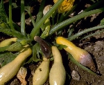 Choanephora Islak Çürüklüğü Hastalığı Belirtileri, Nedenleri Ve Müc.