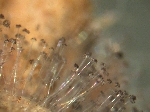 Choanephora Islak Çürüklüğü Hastalığı Belirtileri, Nedenleri Ve Müc.