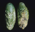 Sebzelerde Uyuz Hastalığı Nedir? Belirtileri, Nedenleri Ve Mücadelesi